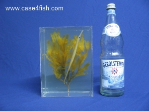 Foto Galerie/Syngnathiformes/Entelurus aequoreus/Entelurus aequoreus_08_S.jpg